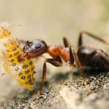 Řídí se hmyz kolektivní inteligencí?