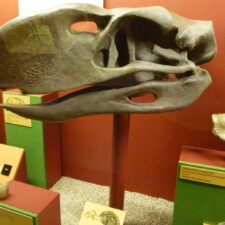 Dinosauři – gigantický pták a Siats