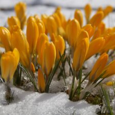 Tradice vítání jara v lidových zvycích a obyčejích