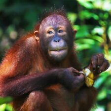 Svět zvířat – teplé sloní dny a inteligence orangutanů