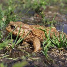 Tanzanské ropuchy obchází fázi pulce