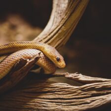 Hadí kanibalové? Evoluce možná odpovídá pragmaticky